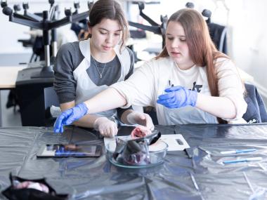 Piger dissekerer et grisehjerte